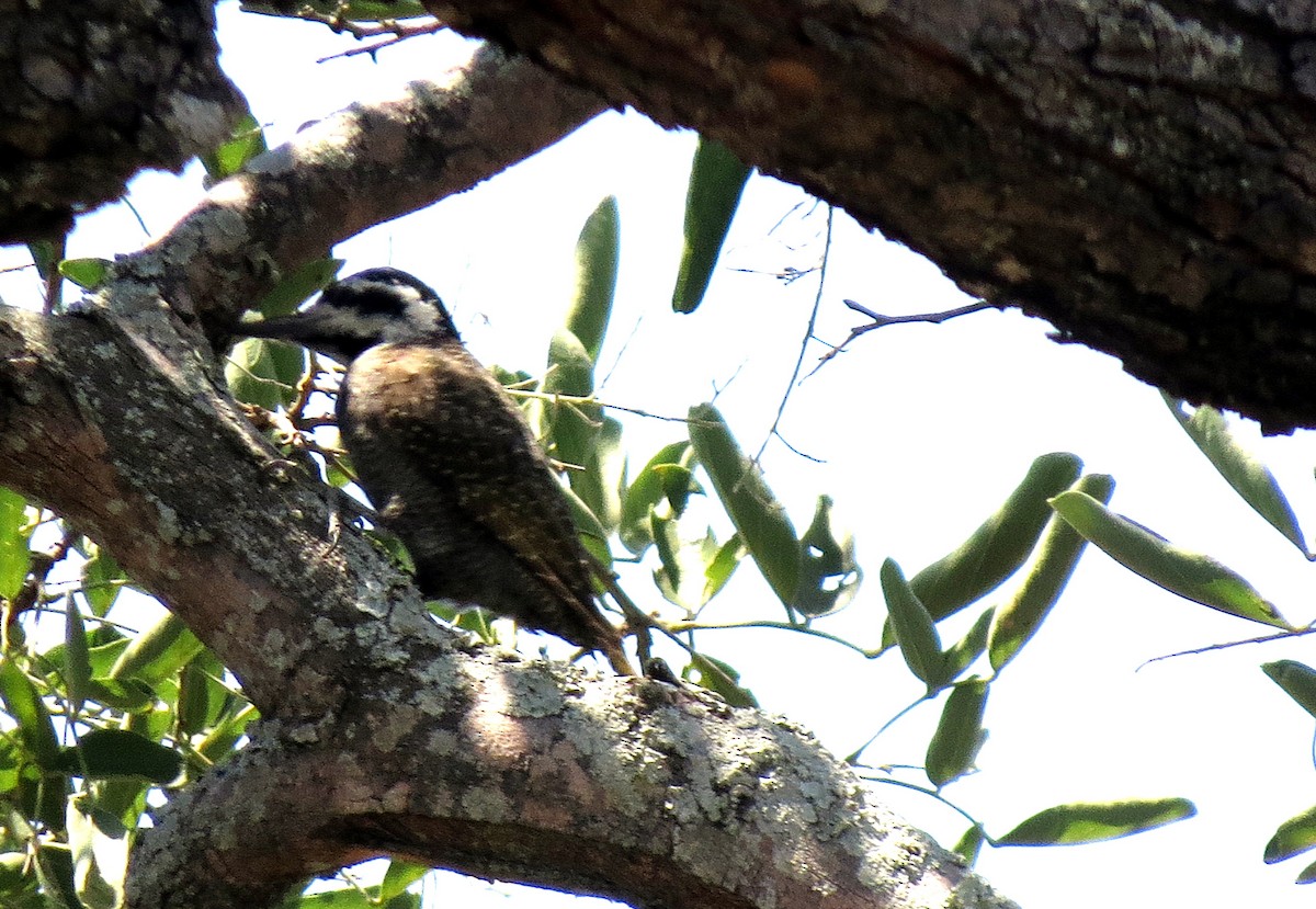 Bearded Woodpecker - Pat McKay