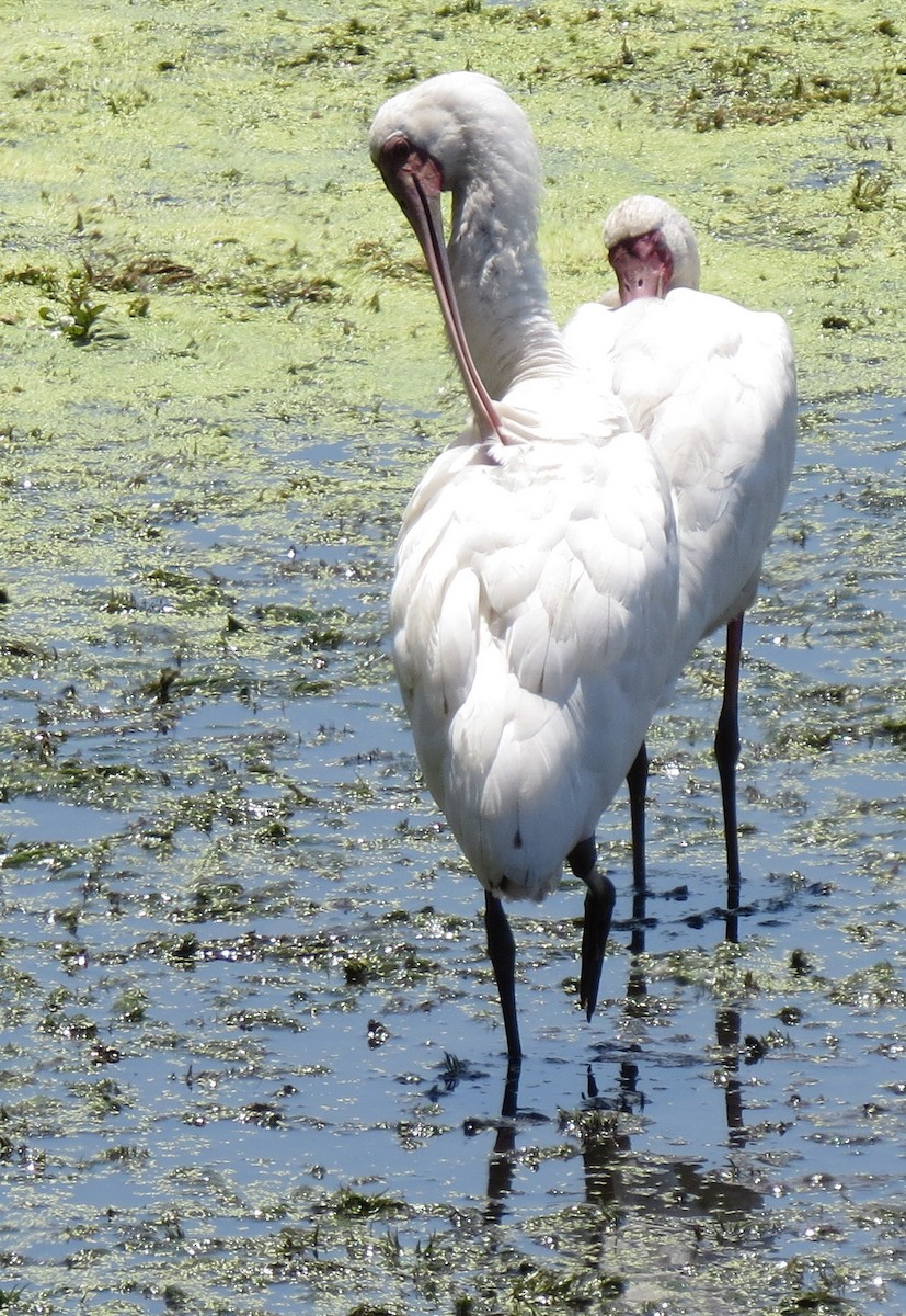 African Spoonbill - ML84380211