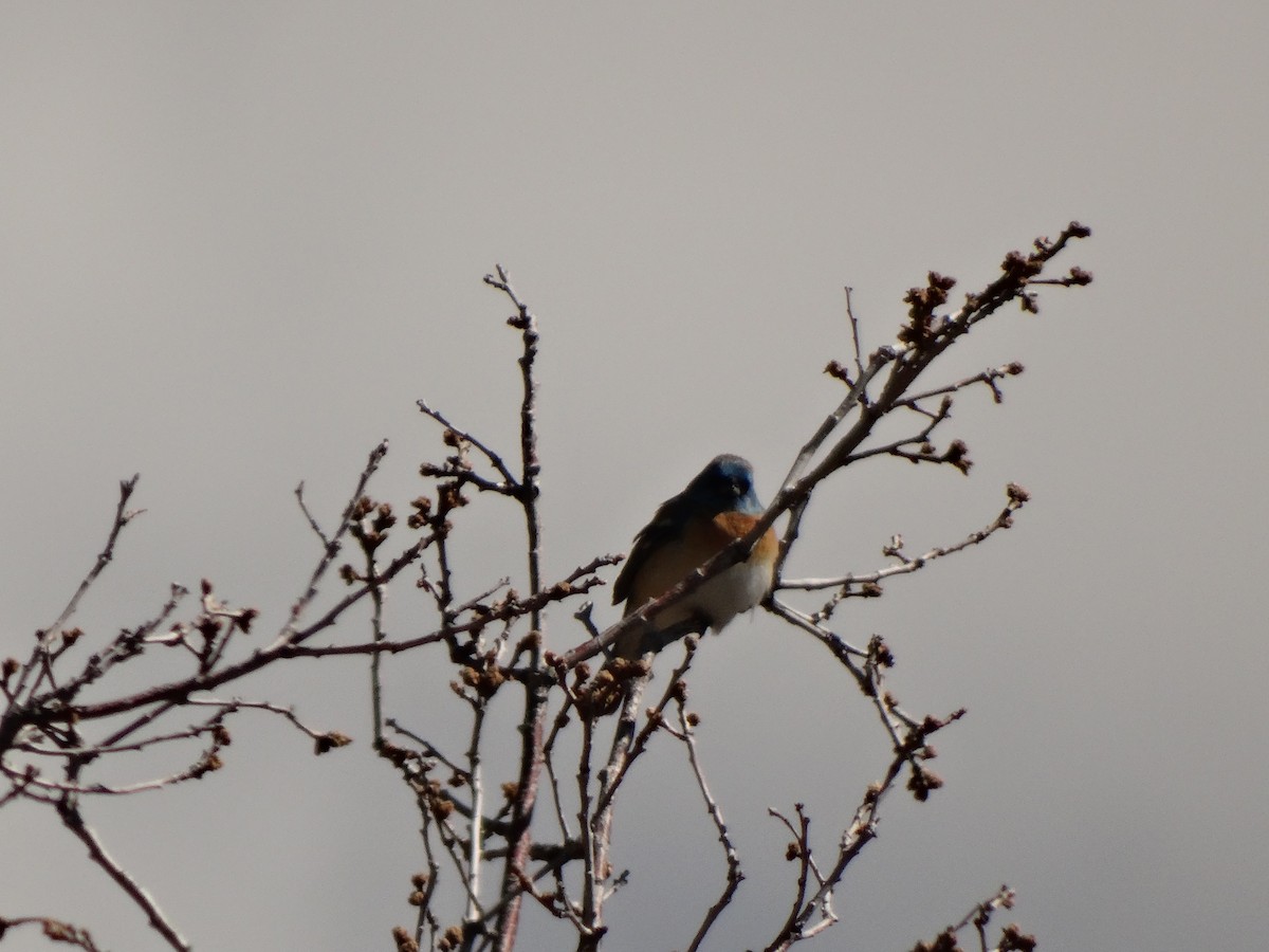 Lazuli Bunting - ML84380541