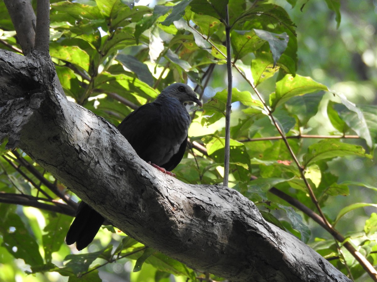 Pigeon des Andaman - ML84381441