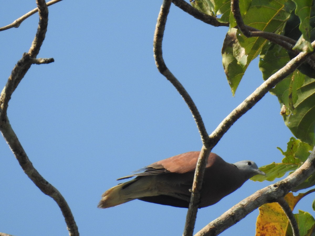 Red Collared-Dove - Sachin  Main