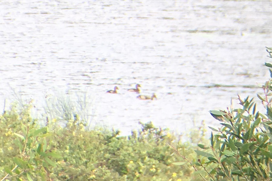 Plumed Whistling-Duck - ML84381891