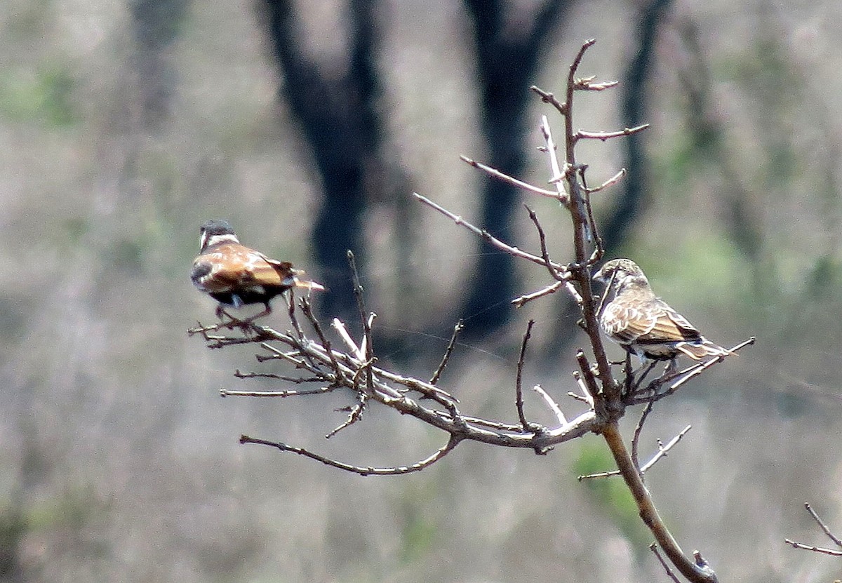 Chestnut-backed Sparrow-Lark - ML84382221