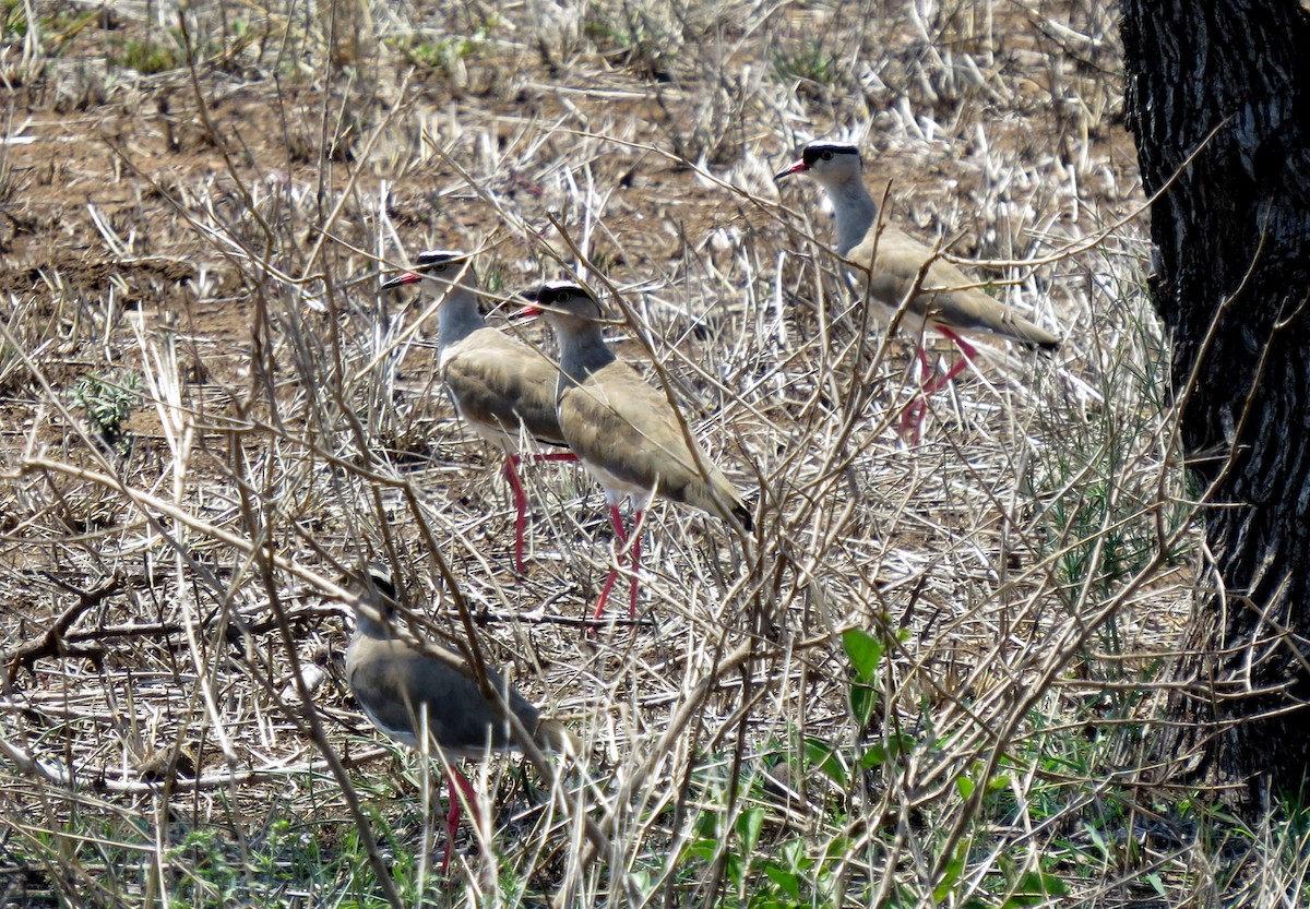 Crowned Lapwing - ML84382371