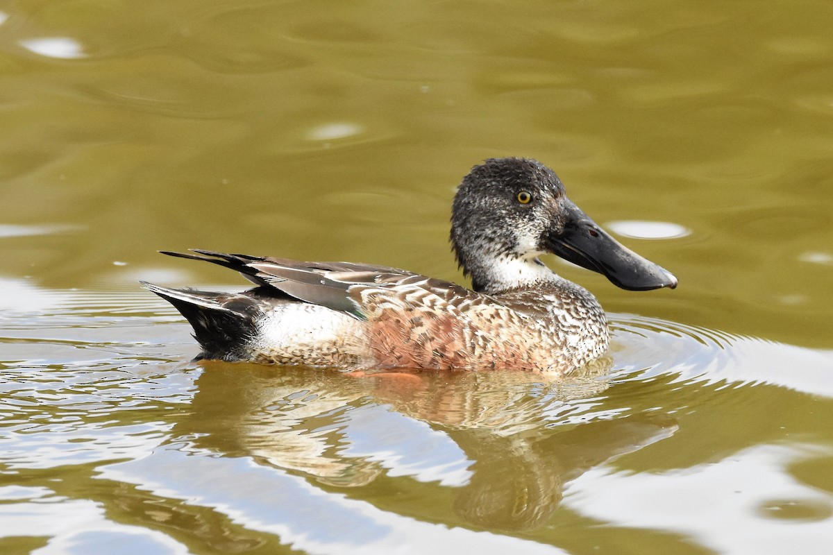 Northern Shoveler - ML84382871