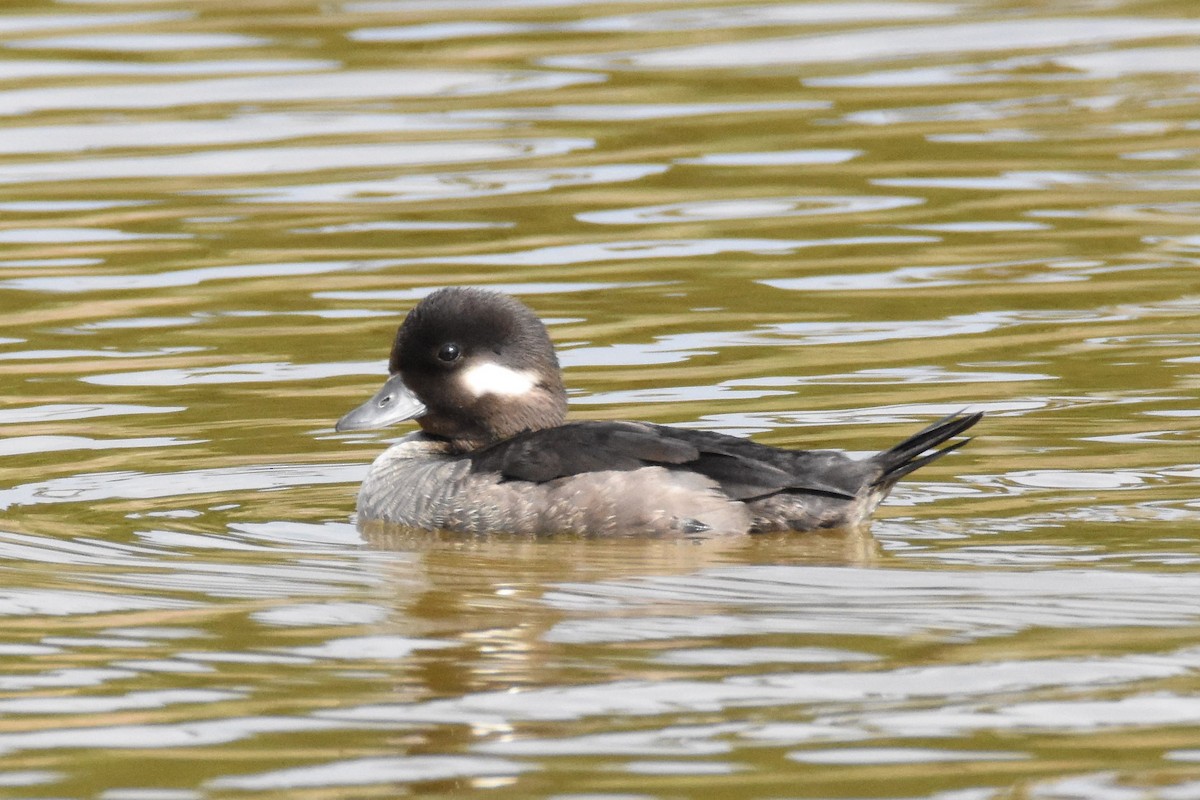 Bufflehead - ML84382911