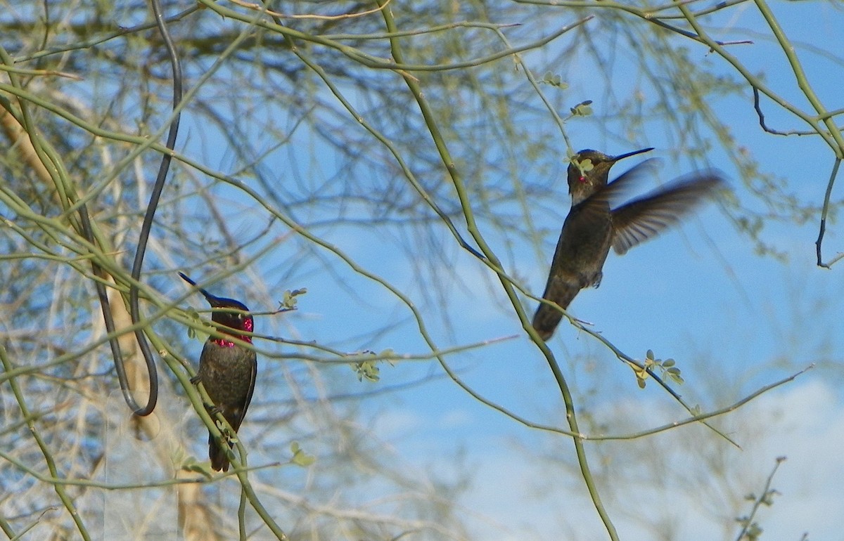 Anna's Hummingbird - TR Kelley