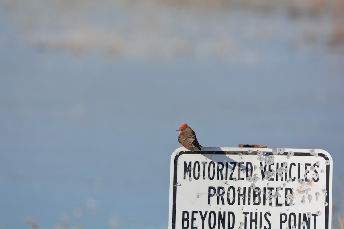 Vermilion Flycatcher - ML84383841