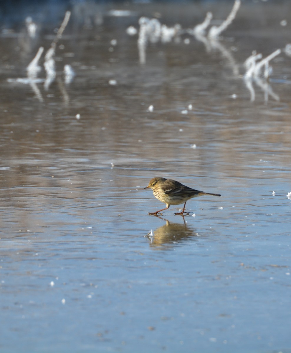 American Pipit - Mary McGreal