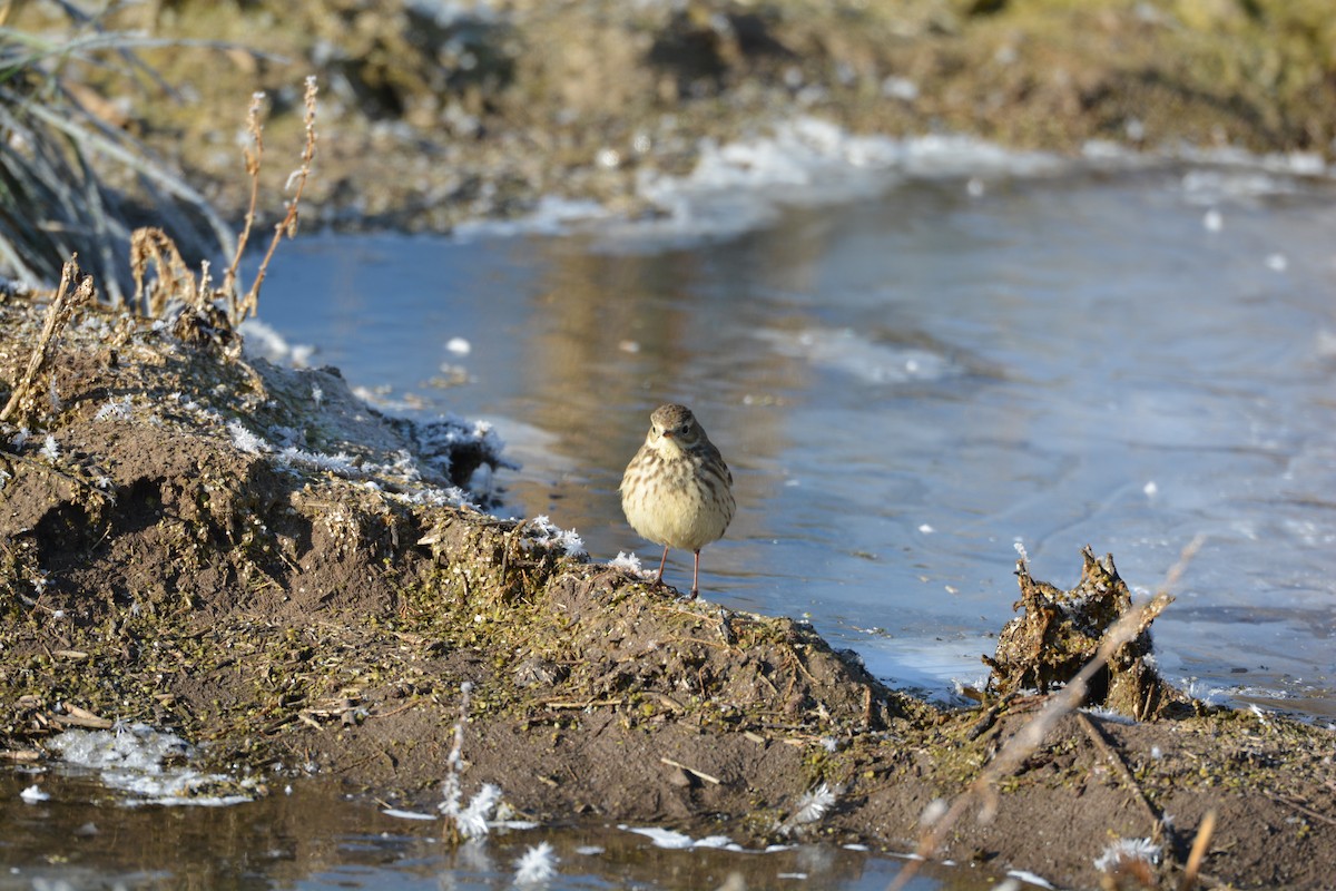 American Pipit - ML84384441