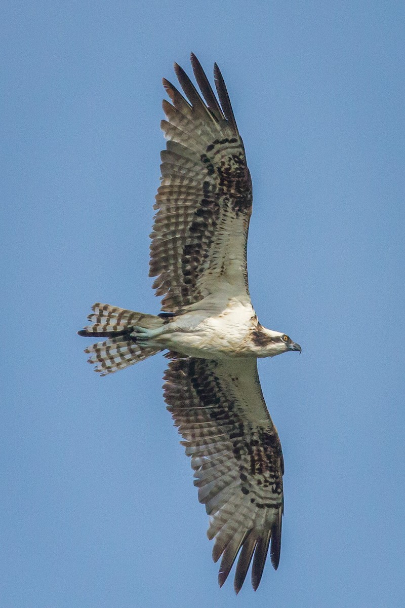 Osprey - ML84384961