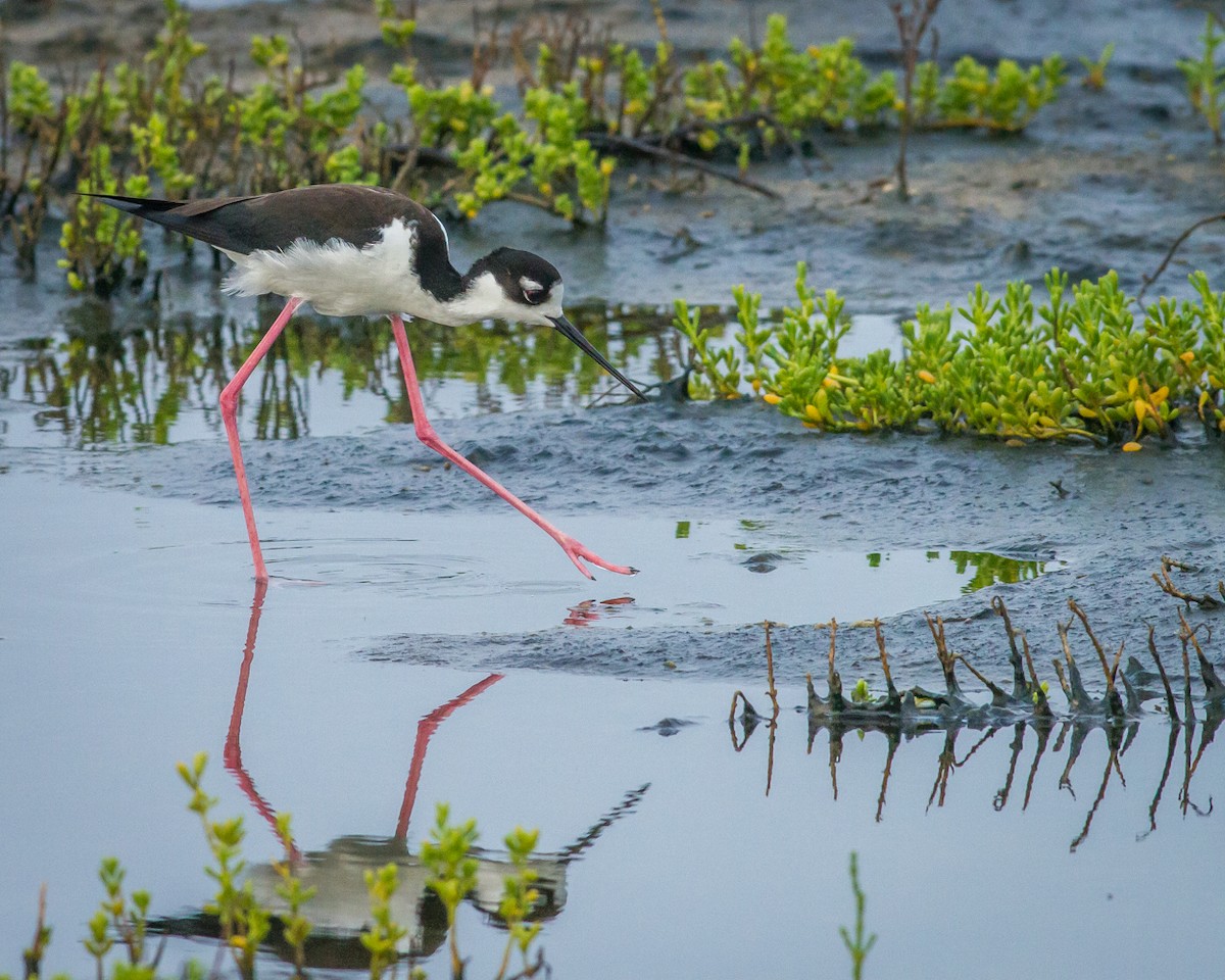 Black-necked Stilt - Kyle Blaney