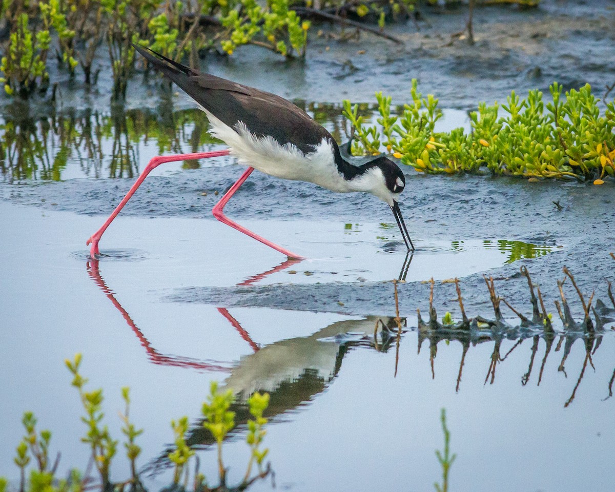 Black-necked Stilt - Kyle Blaney