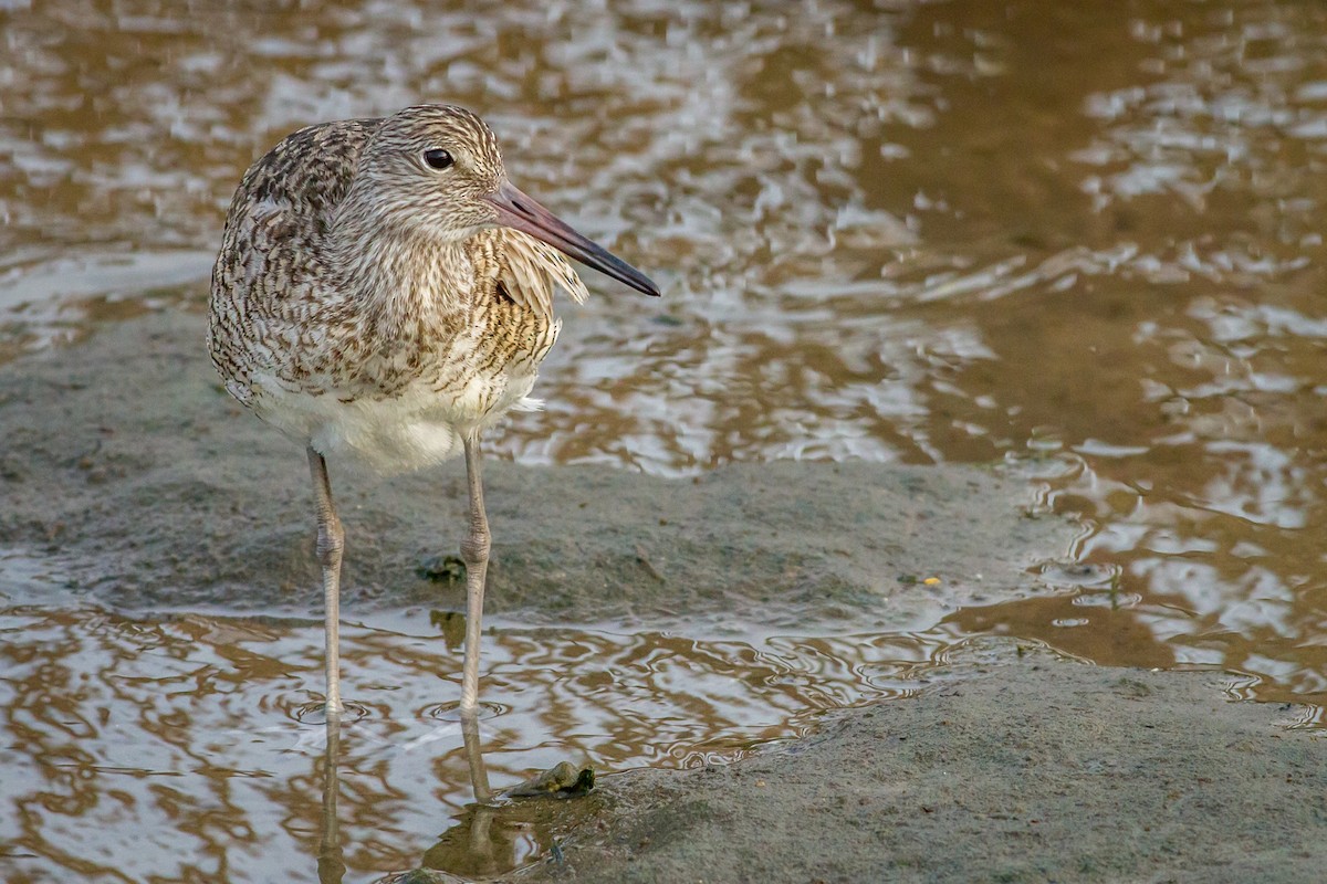 Willet - ML84385311