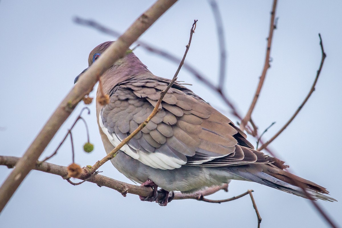 White-winged Dove - ML84385451