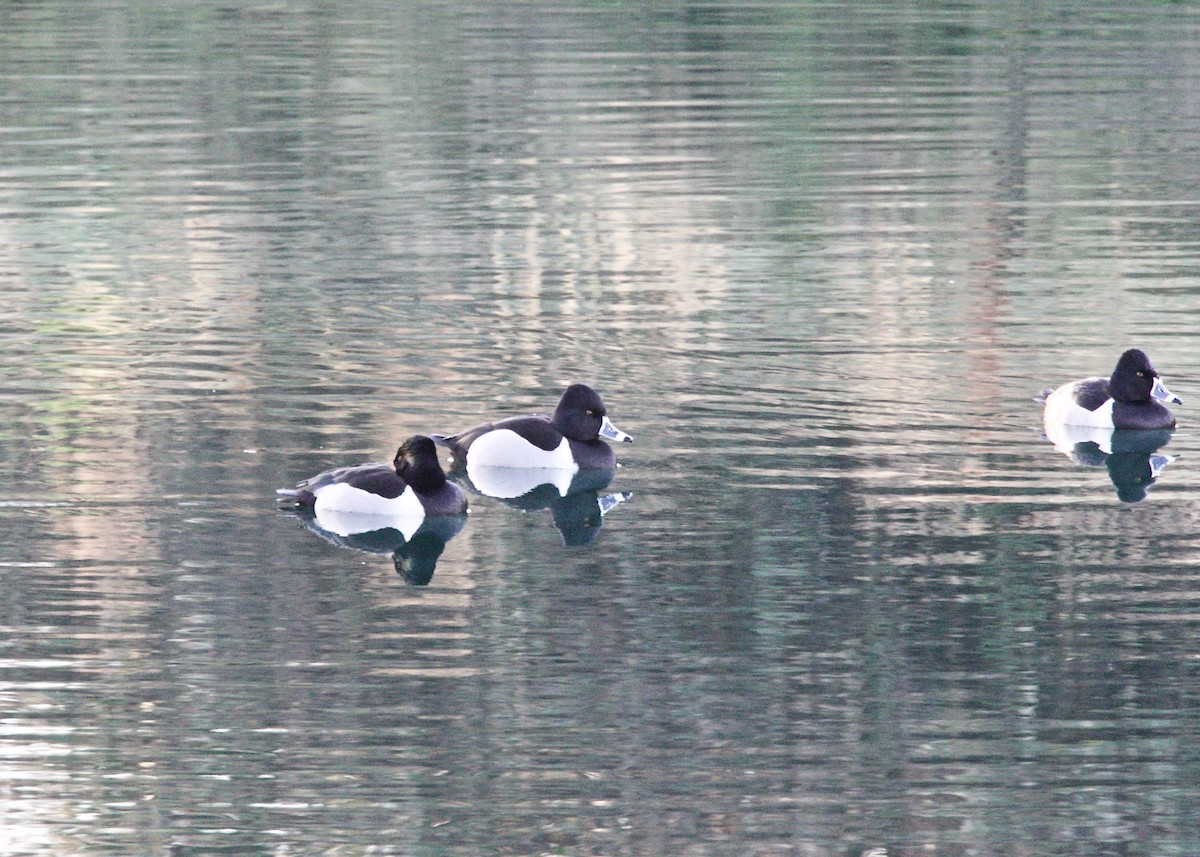 Ring-necked Duck - Dave Bengston