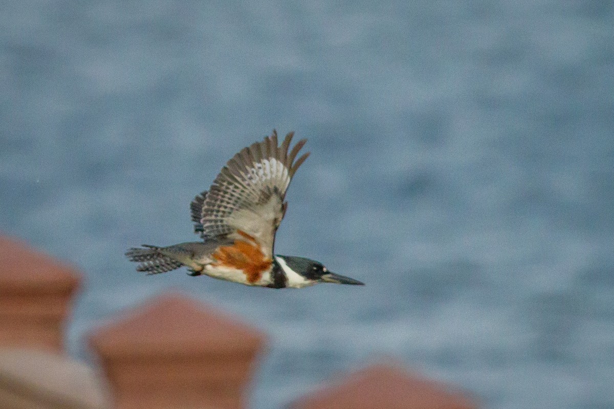 Belted Kingfisher - ML84385491