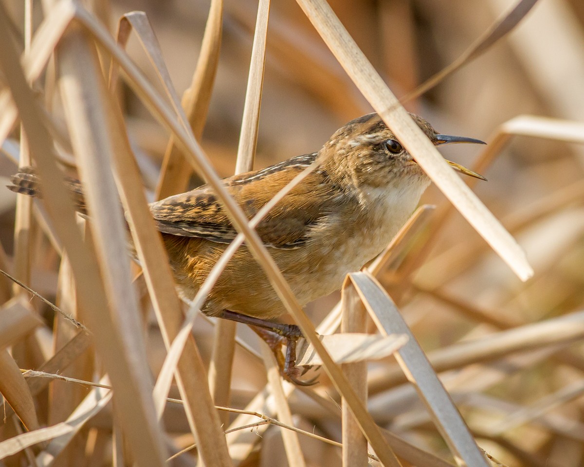 Marsh Wren - ML84385521