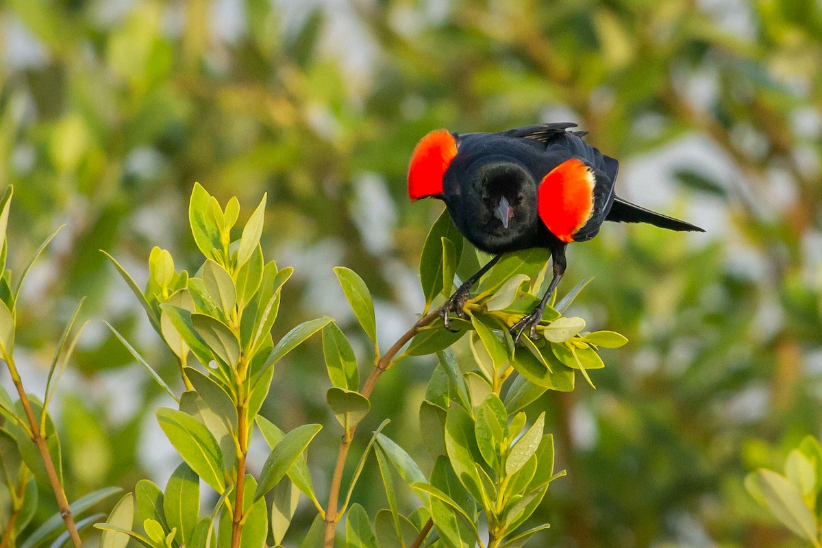 Red-winged Blackbird - ML84385571