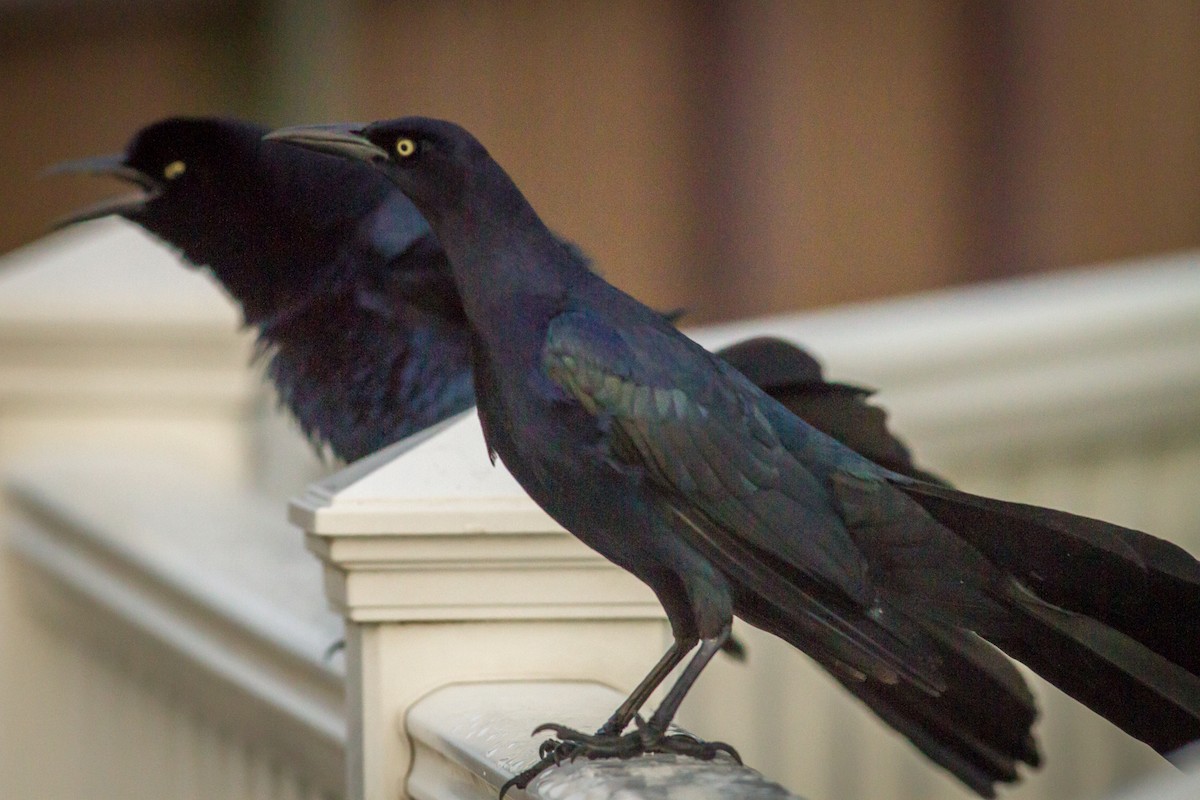Great-tailed Grackle - ML84385581