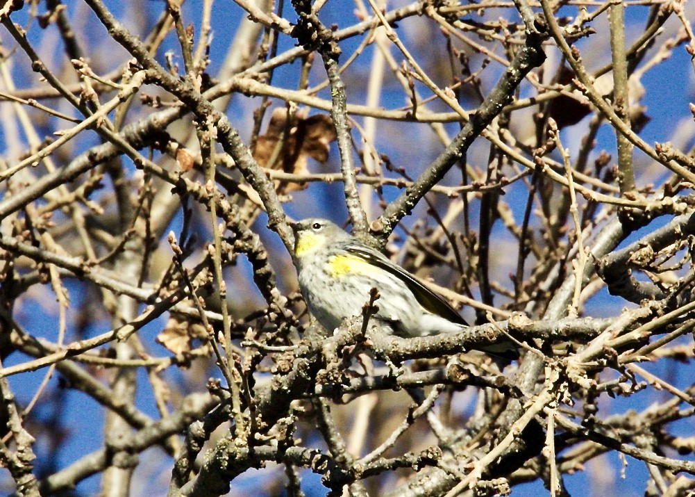 Yellow-rumped Warbler (Audubon's) - Dave Bengston