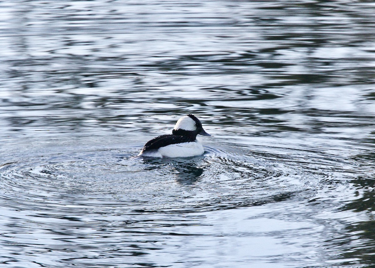 Bufflehead - ML84385801