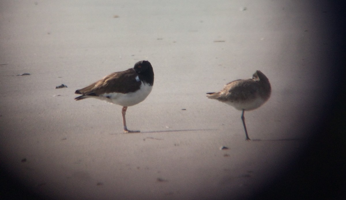 American Oystercatcher - ML84385881