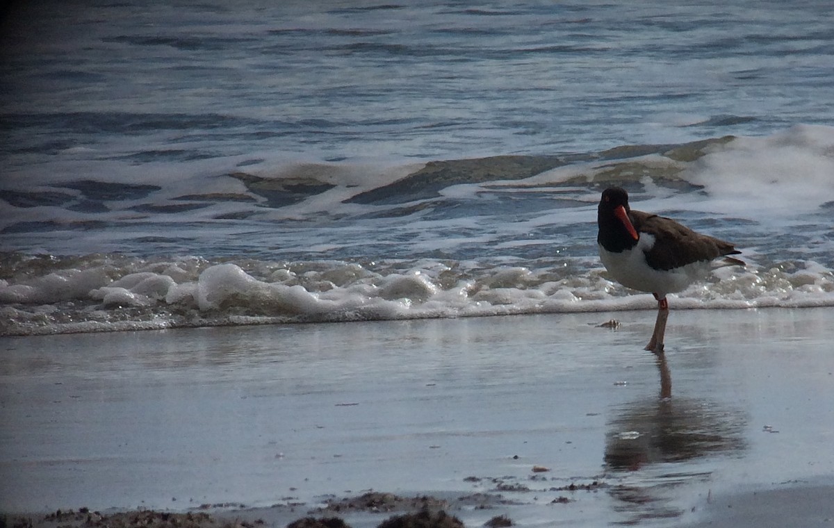 American Oystercatcher - ML84386031