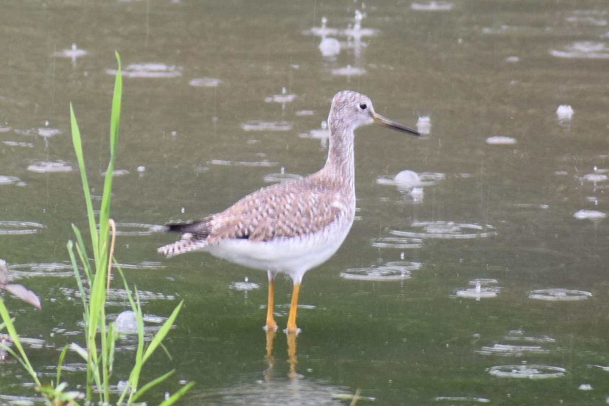 Greater Yellowlegs - ML84388401