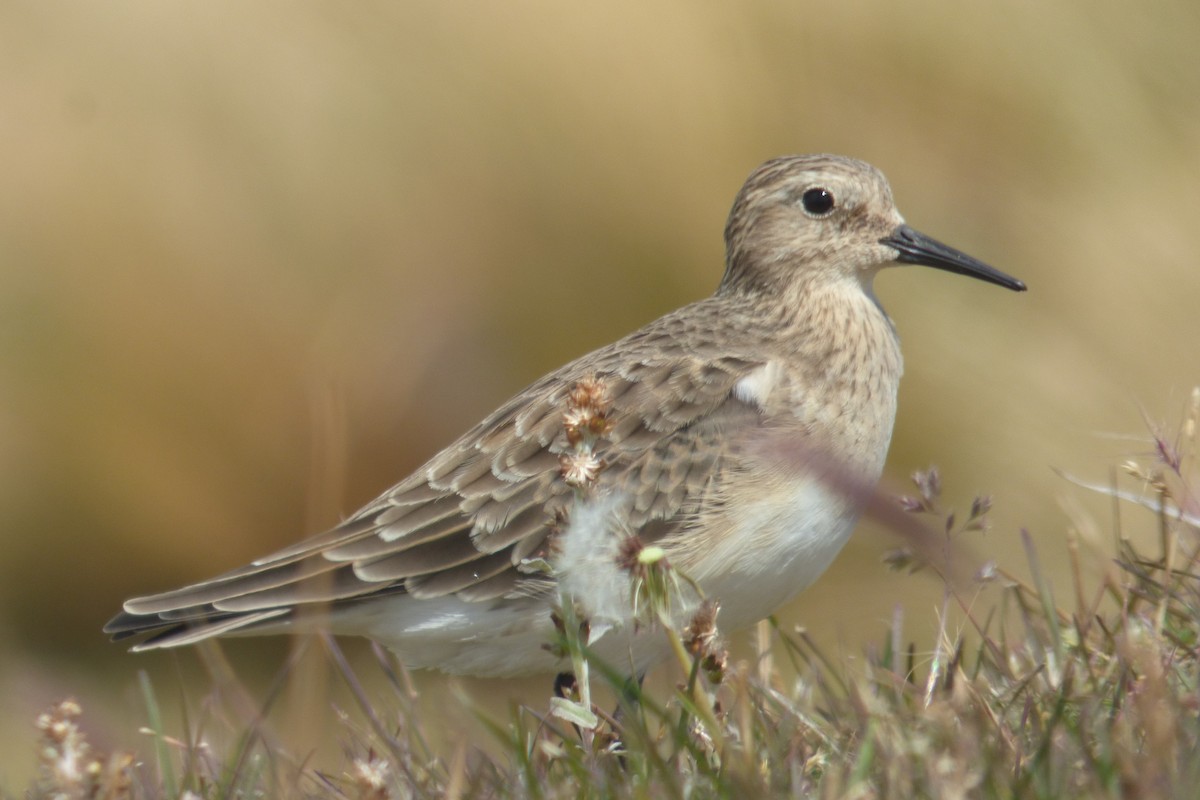 Bairdstrandläufer - ML84388531