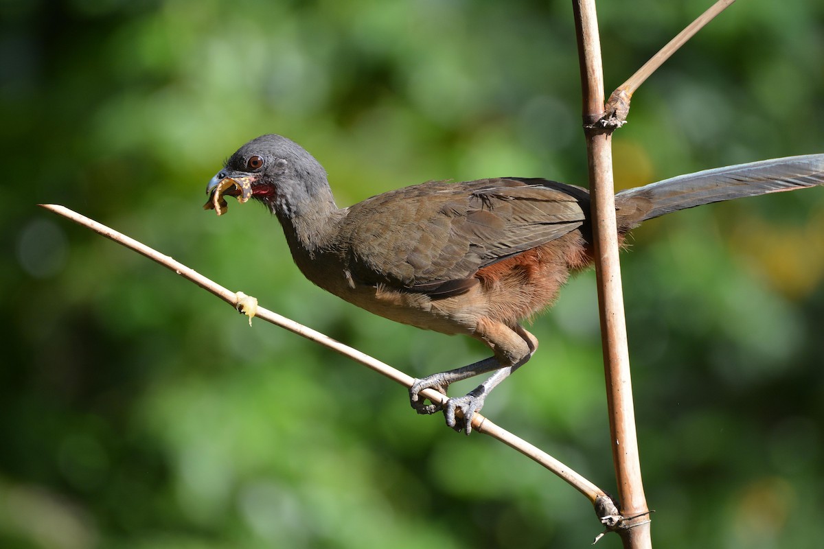 Rufous-vented Chachalaca (Rufous-tipped) - ML84389901