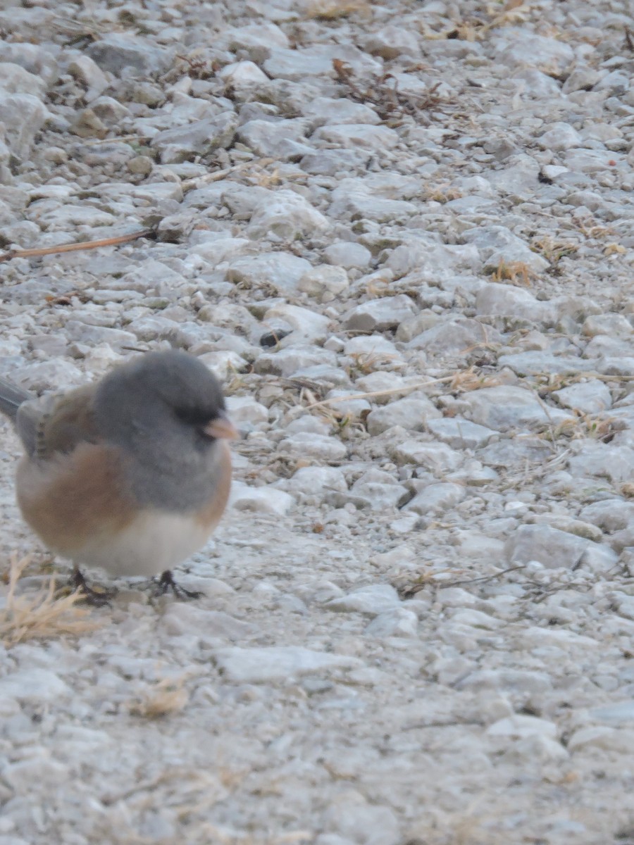 Dark-eyed Junco (Pink-sided) - ML84390331