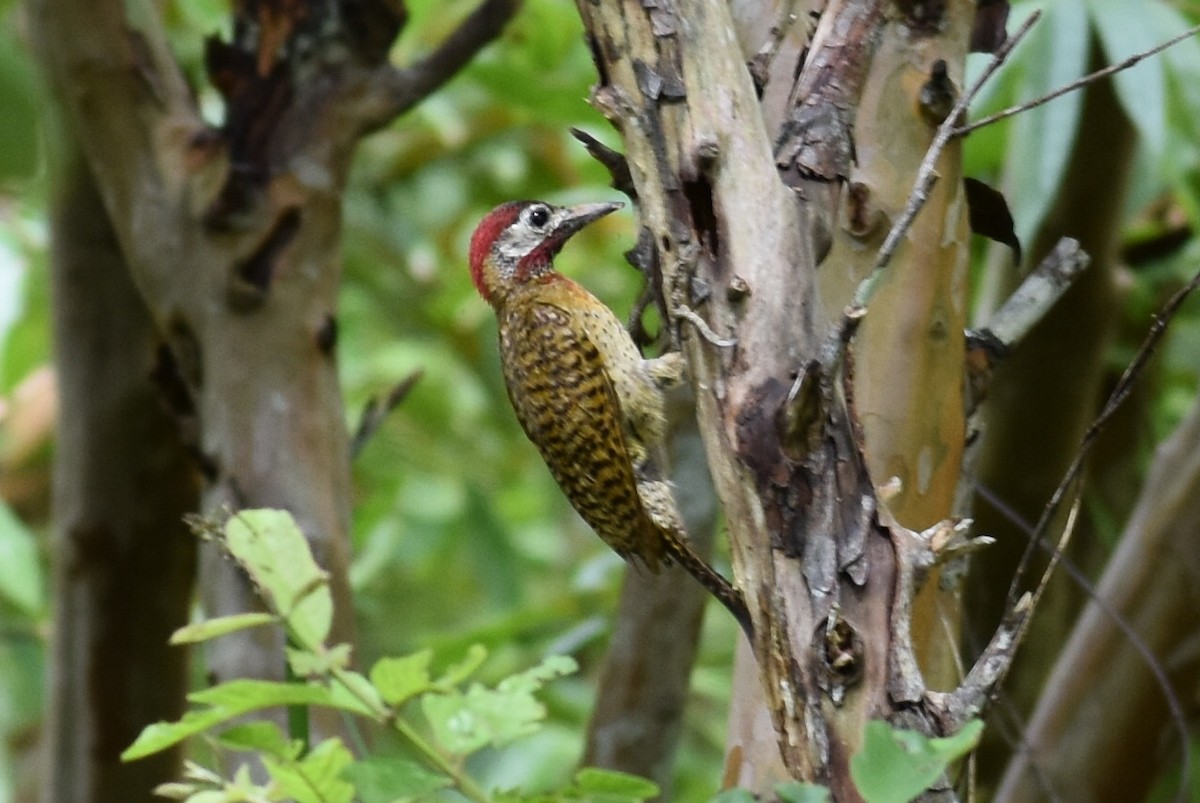 Spot-breasted Woodpecker - Santos Raphael Paucar-Cárdenas