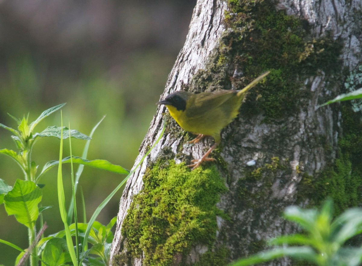 Olive-crowned Yellowthroat (Chiriqui) - ML84393831