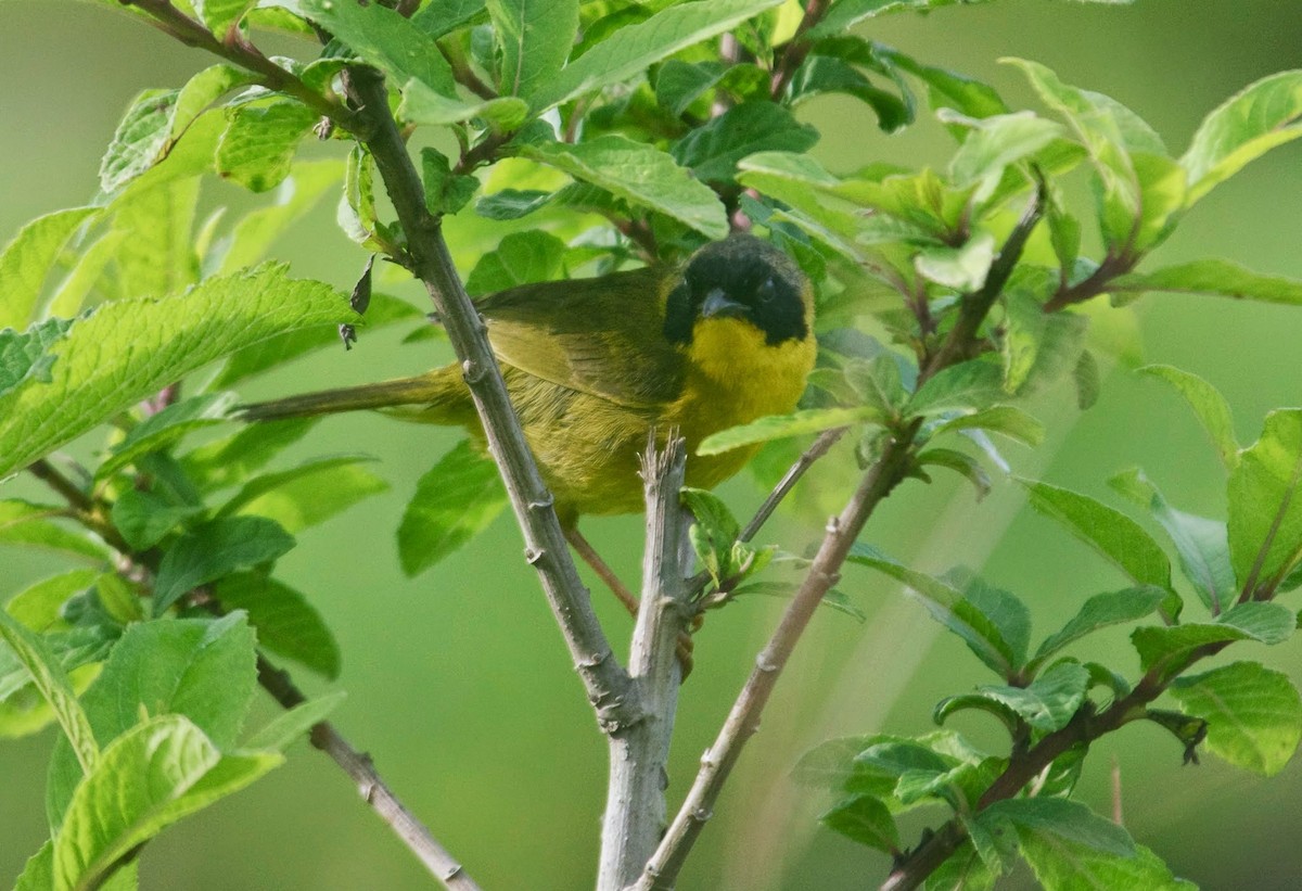 Olive-crowned Yellowthroat (Chiriqui) - ML84393841