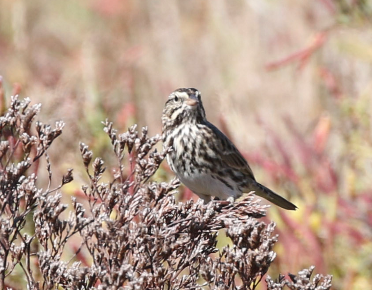 Savannah Sparrow (Belding's) - ML84394361