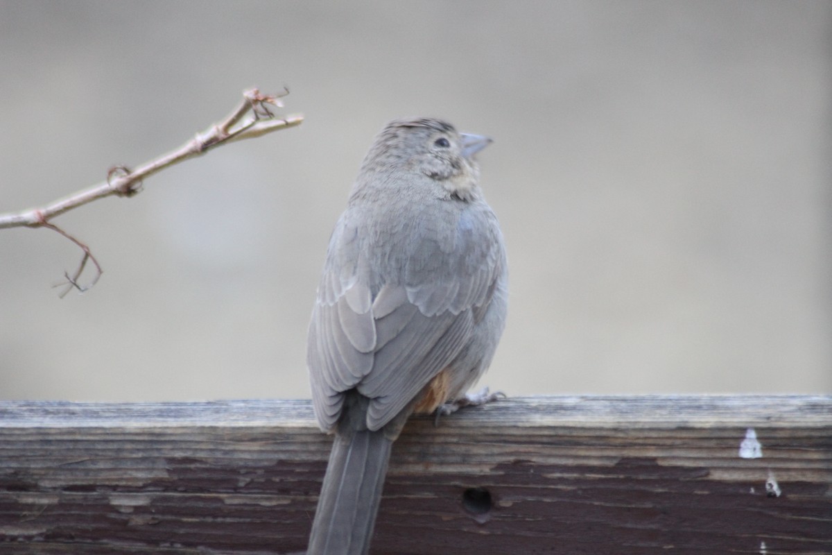 towhee sp. - ML84394371