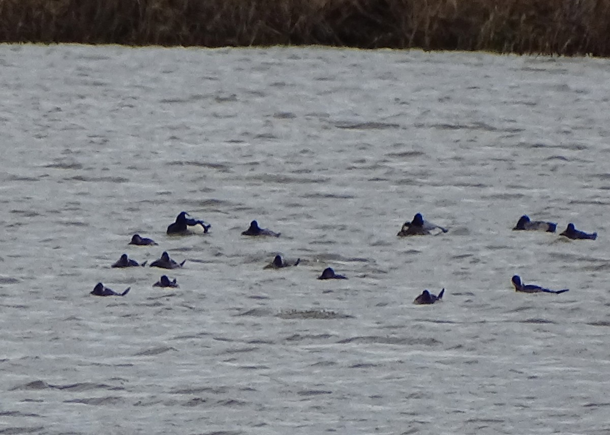 Tufted Duck - David McLean