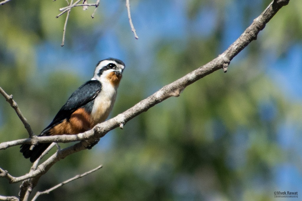 Collared Falconet - ML84396371