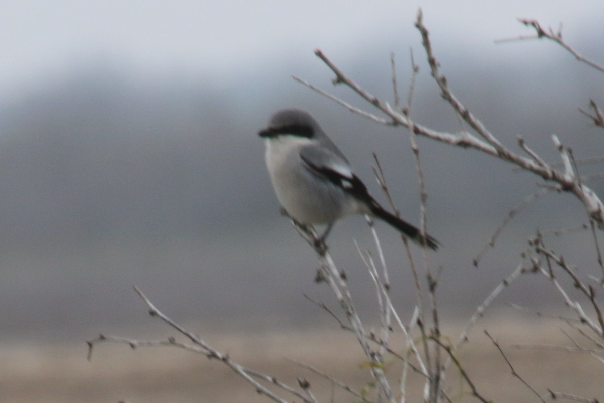 Loggerhead Shrike - Scott Lewis