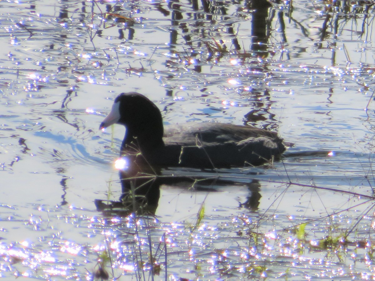 American Coot - Karen Richardson