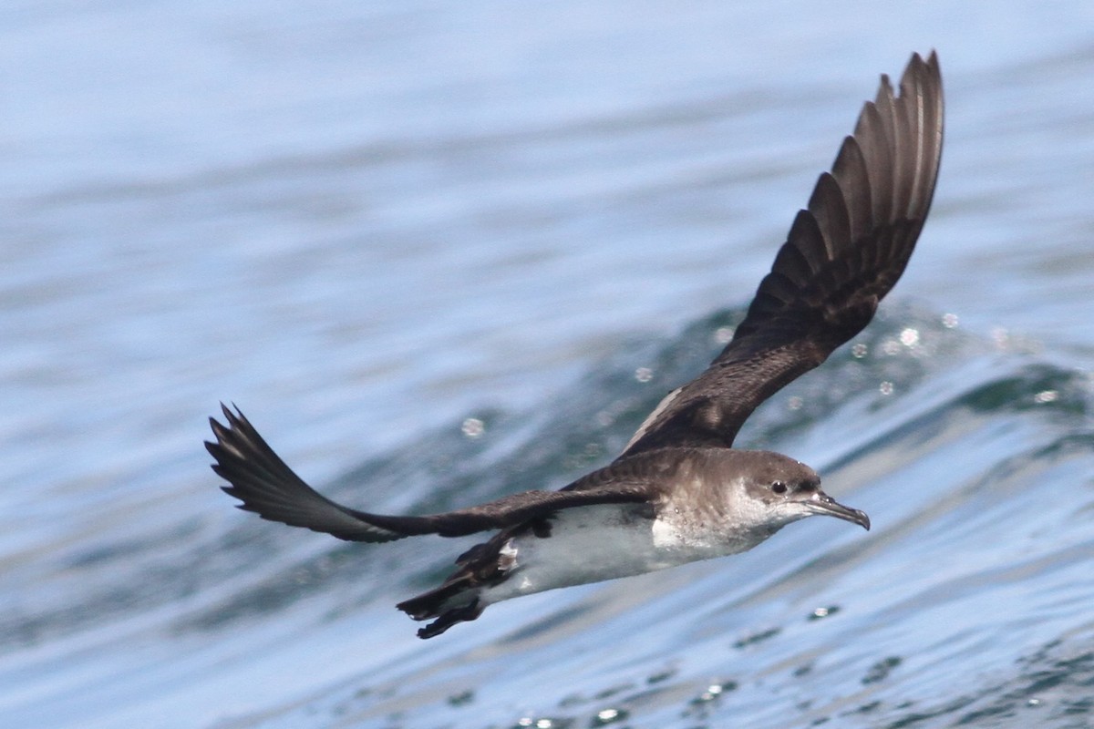 Manx Shearwater - ML84397621