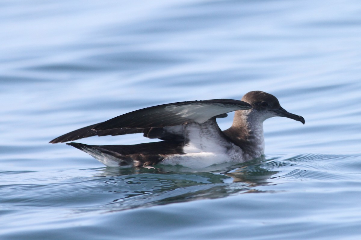 Manx Shearwater - Jay Huila Balvin