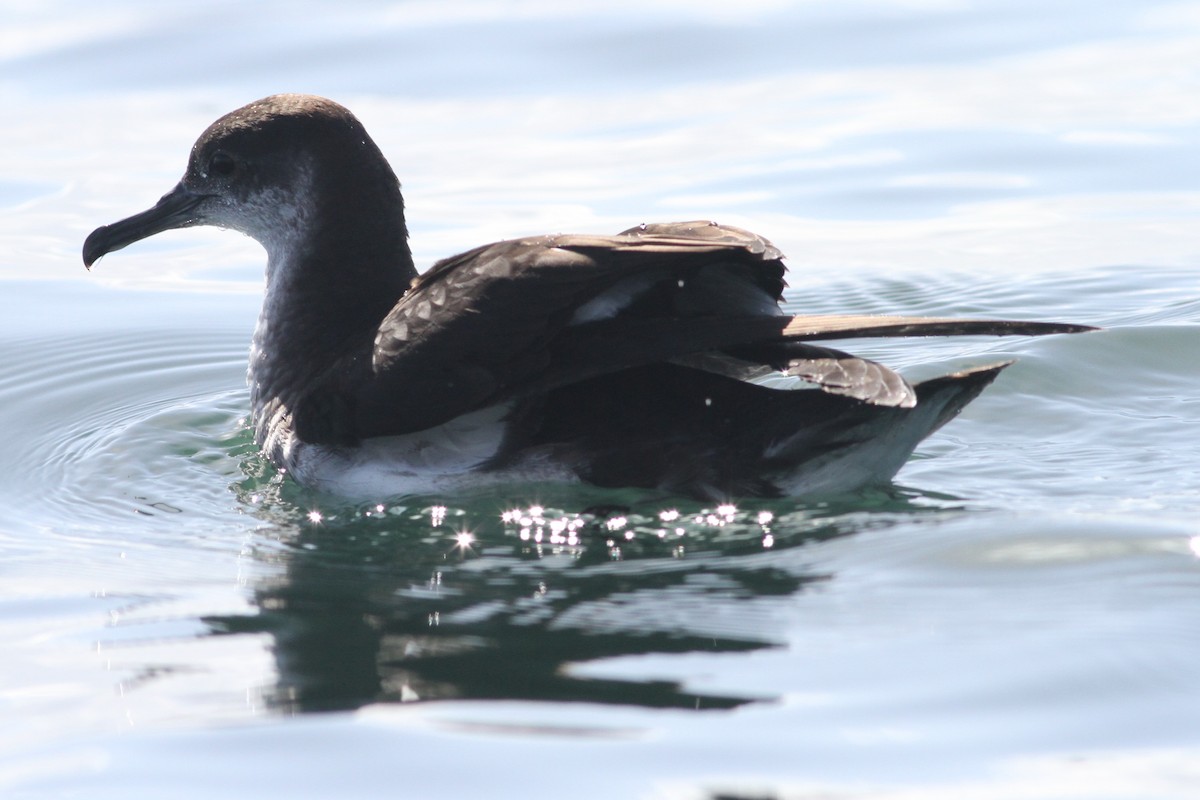 Manx Shearwater - ML84397711