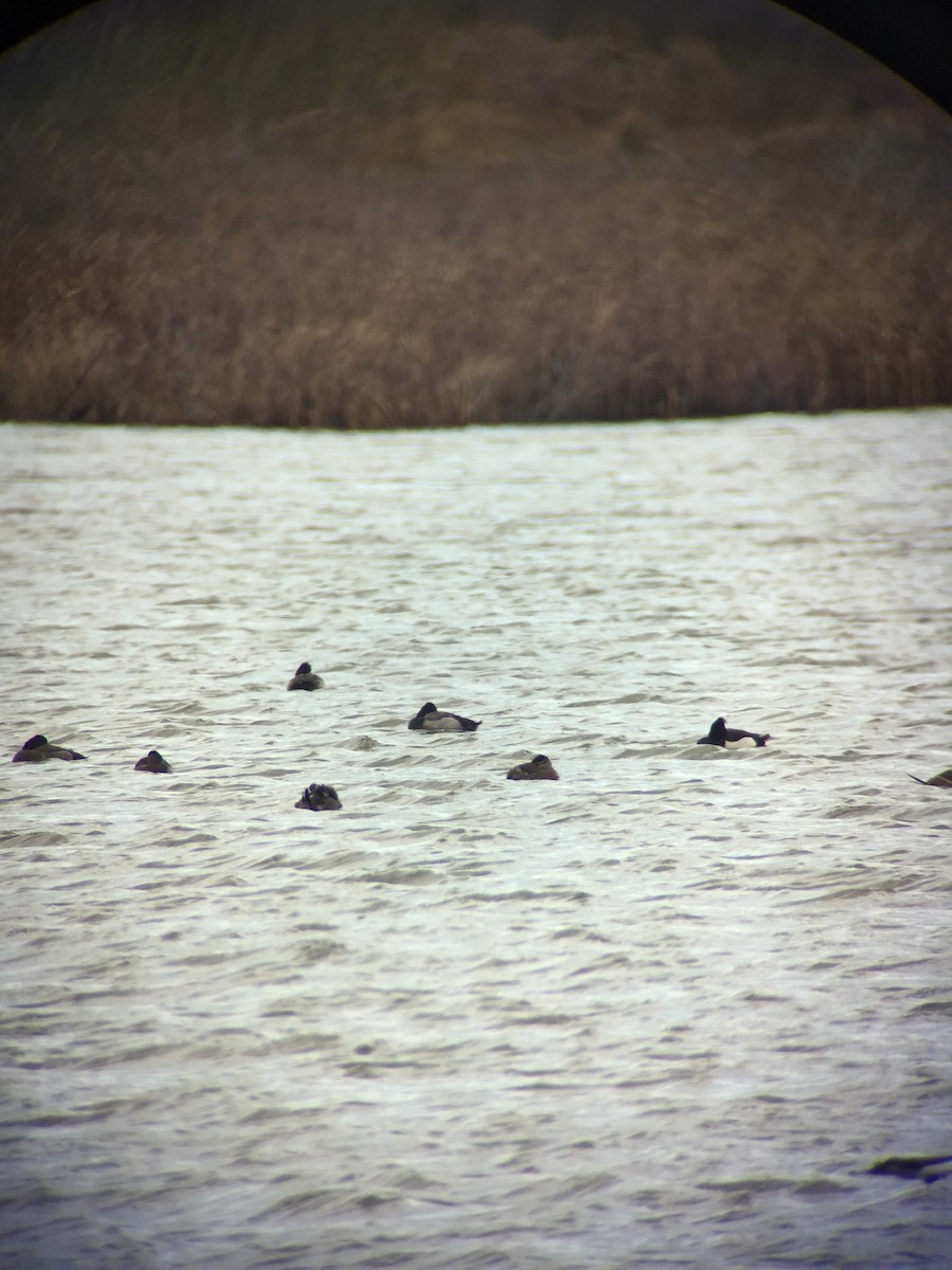 Tufted Duck - David McLean