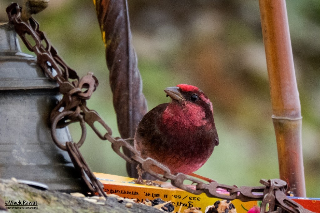 Dark-breasted Rosefinch - ML84399671