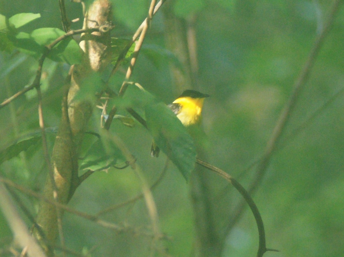 Golden-collared Manakin - Nancy Cox