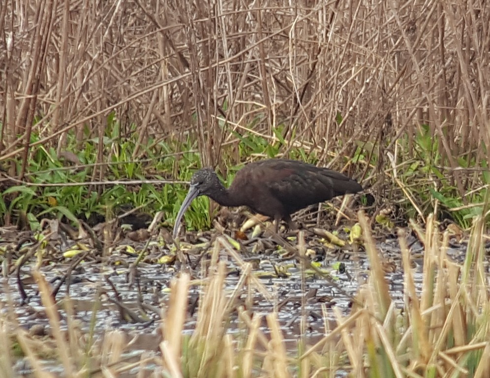 Glossy Ibis - ML84400621