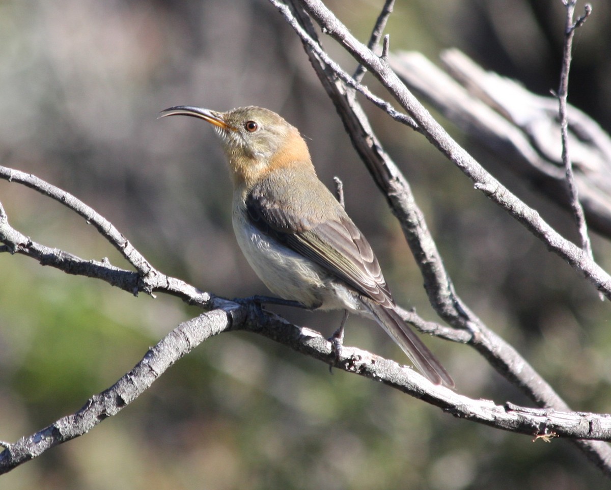 Western Spinebill - ML84400651