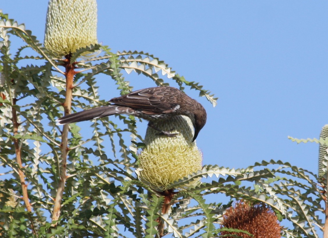 Western Wattlebird - ML84400681